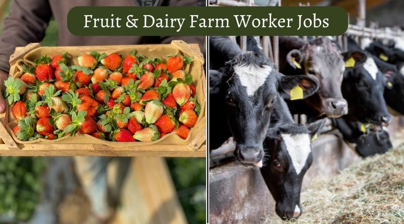 Fruit & Dairy Farm Worker Jobs In Canada 2025